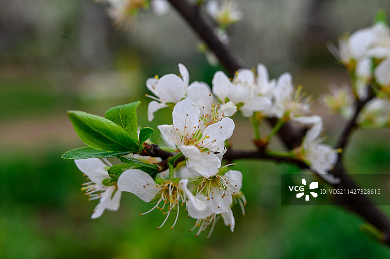 浙江三月田园里的李花盛开图片素材
