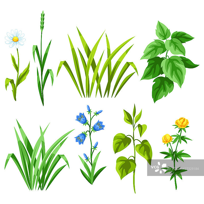 草本植物和谷类草图片素材