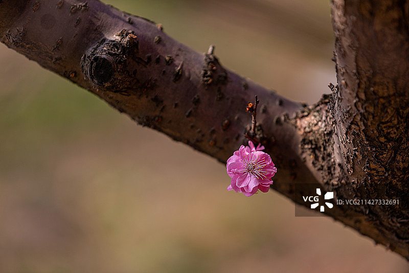 赏梅胜地无锡市荣氏梅园盆景梅花风光图片素材