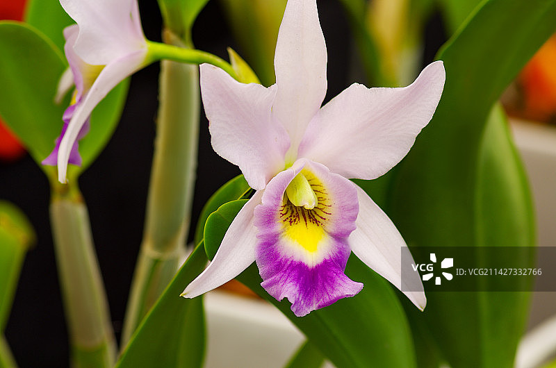 杓兰是一种兰花图片素材