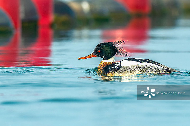 红胸秋沙鸭图片素材