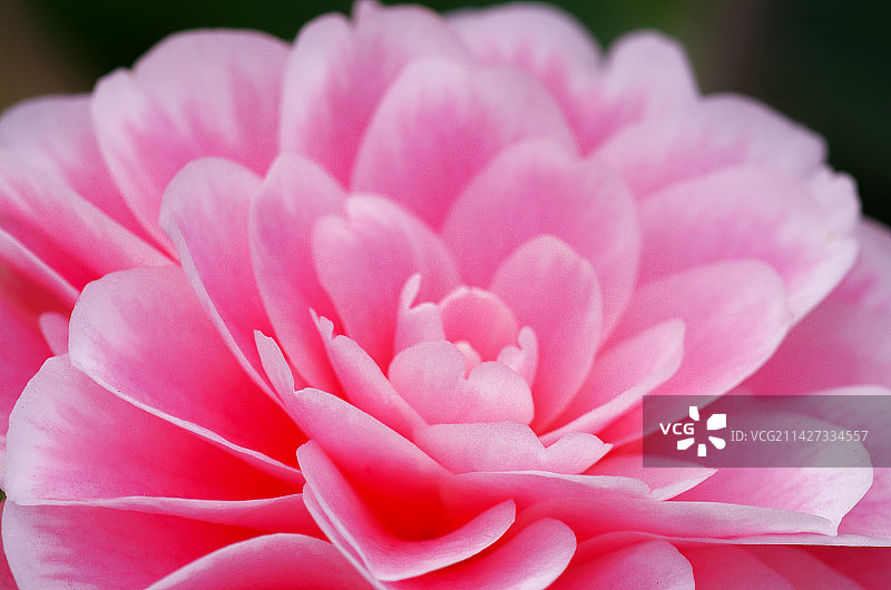 粉红的茶花图片素材