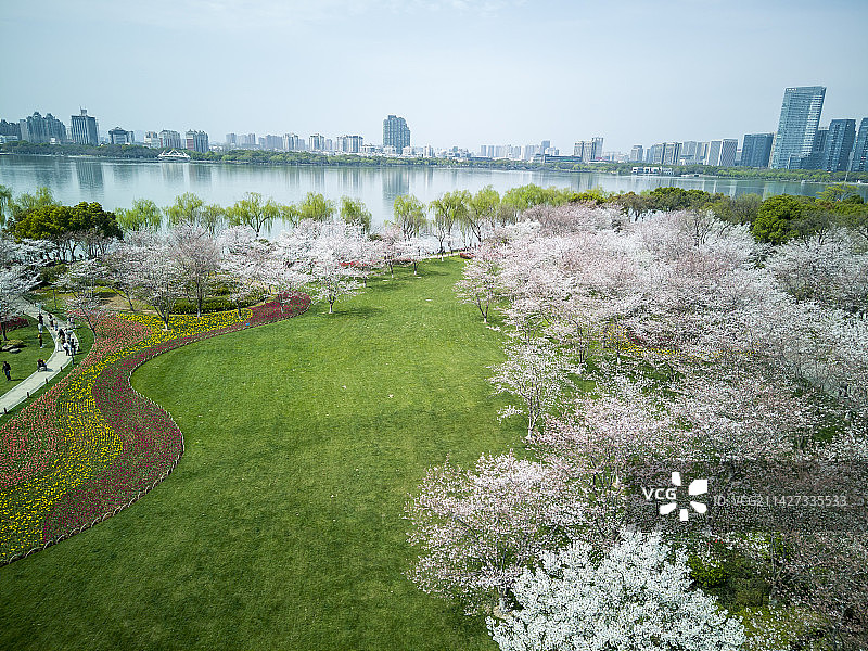 航拍绍兴瓜渚湖樱花和郁金香同时盛开图片素材