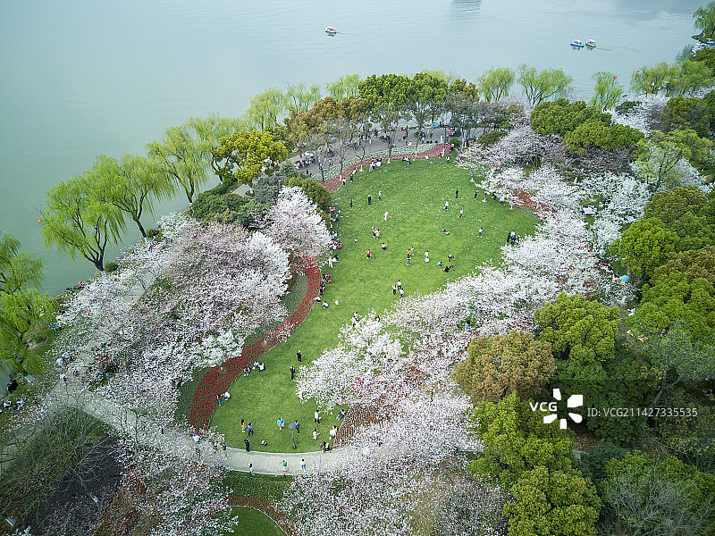 航拍绍兴瓜渚湖樱花和郁金香同时盛开图片素材