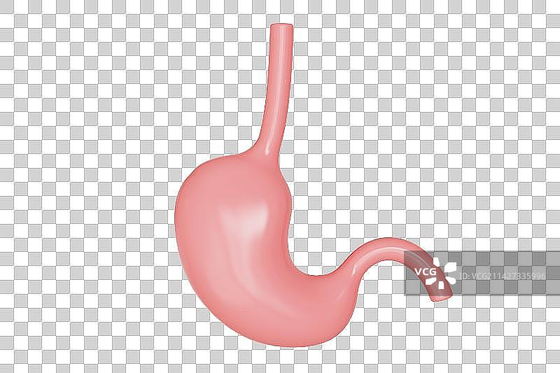胃部器官三维插画图片素材