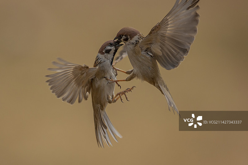 麻雀打斗图片素材