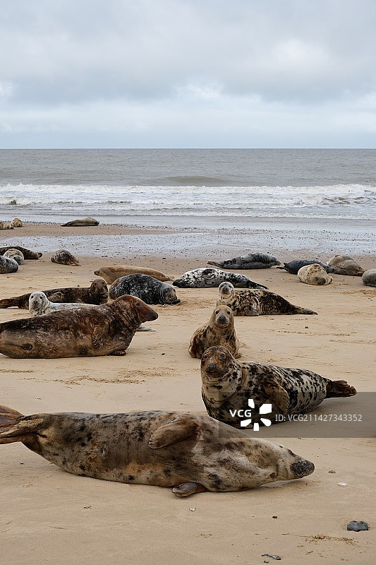 Horsey Gap 无人保护区的海豹图片素材