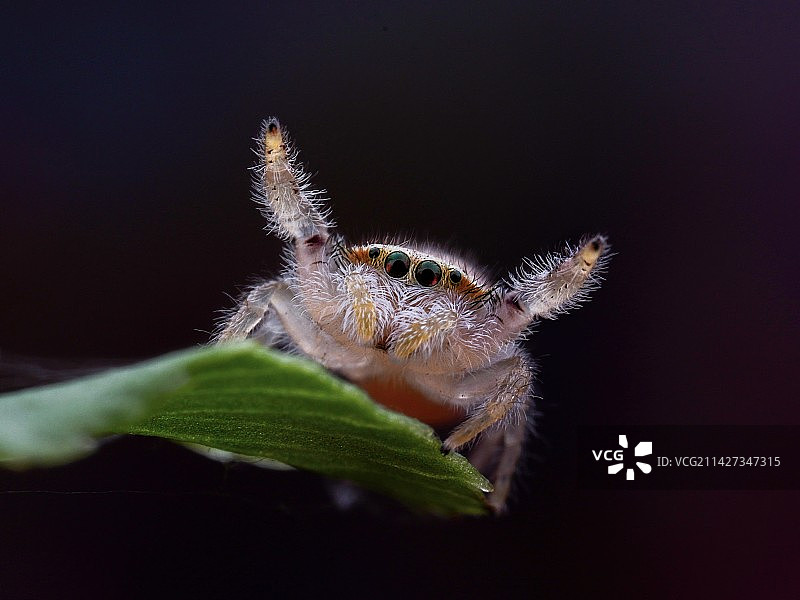 小萌跳图片素材