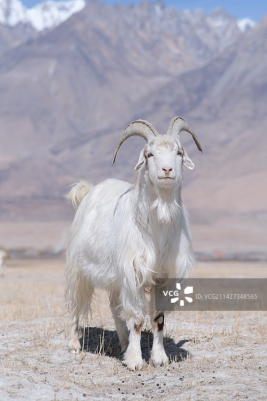 塔合曼乡，可爱的羊羊图片素材