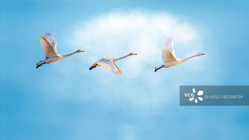 天鹅--经过图片素材