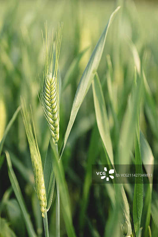 麦穗图片素材