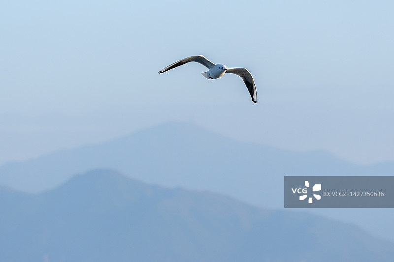 海鸥特写镜头图片素材