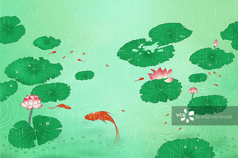 春天夏天下雨时荷塘里出水的锦鲤 俯视图图片素材