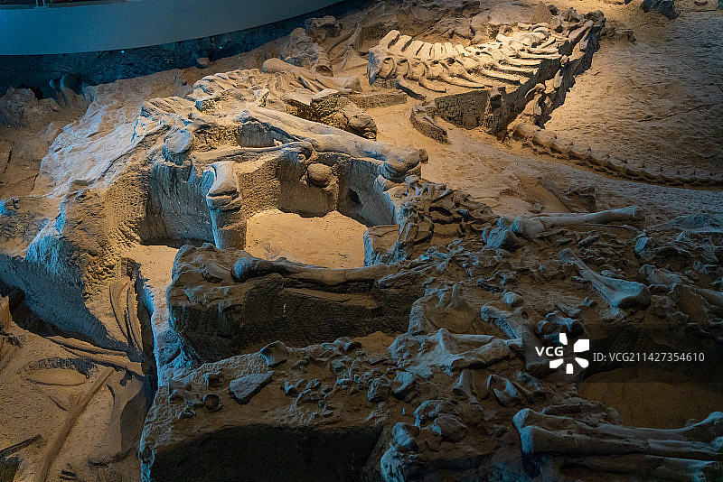 自贡恐龙博物馆化石图片素材