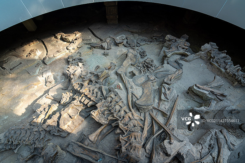 自贡恐龙博物馆化石图片素材