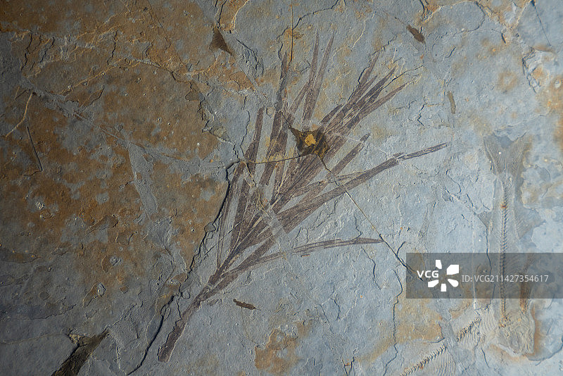 自贡恐龙博物馆化石图片素材