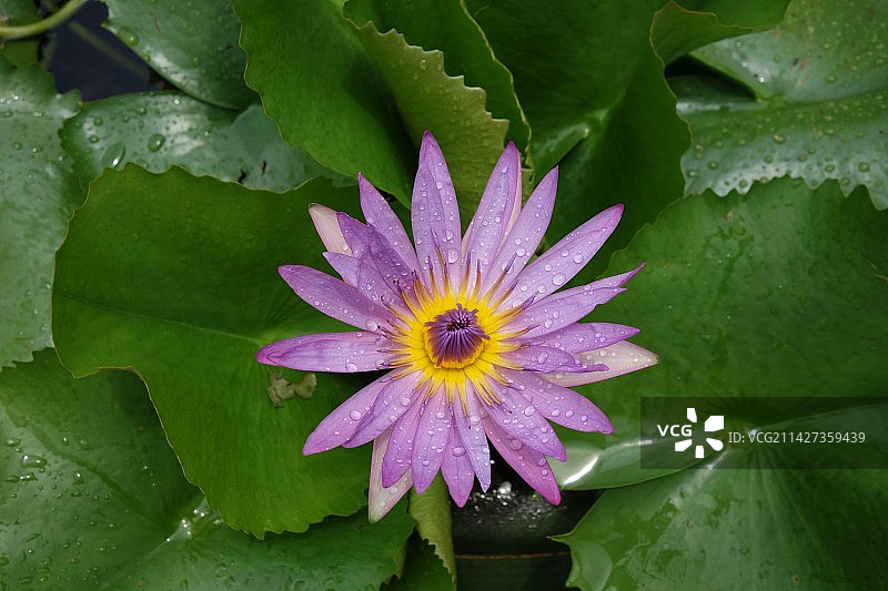 雨后的非洲睡莲图片素材