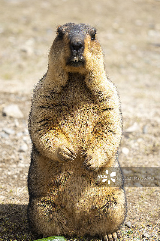 318川藏线上的动物篇图片素材