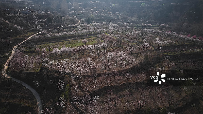 西安蓝田华胥杏花谷航拍图片素材