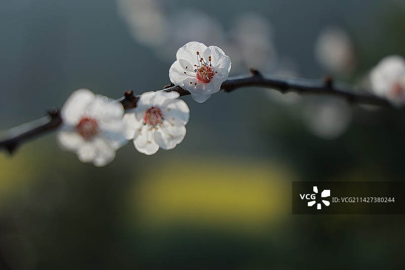 沾衣欲湿杏花雨图片素材