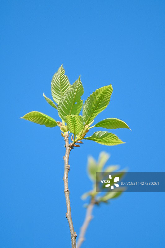 晴朗蓝天下植物的低角度视图图片素材