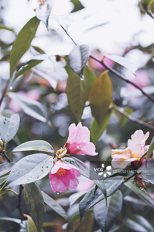 雨中山茶花图片素材