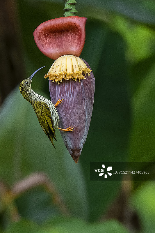 纹背捕蛛鸟图片素材