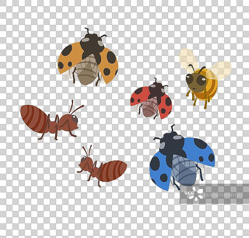 飞舞的瓢虫蜜蜂和蚂蚁图片素材