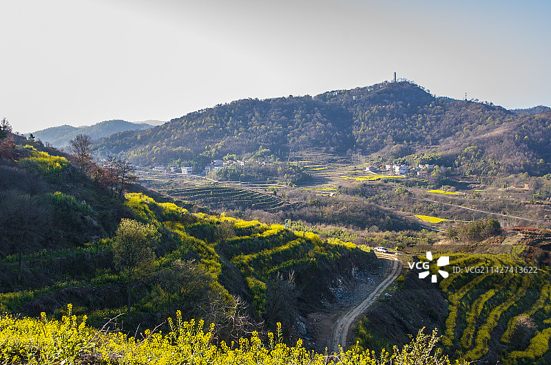 湖北黄冈浠水县城山村梯田油菜花景色图片素材