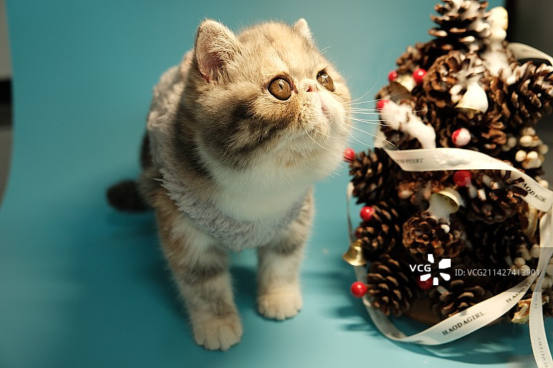 三花加菲猫蓝色系图片素材