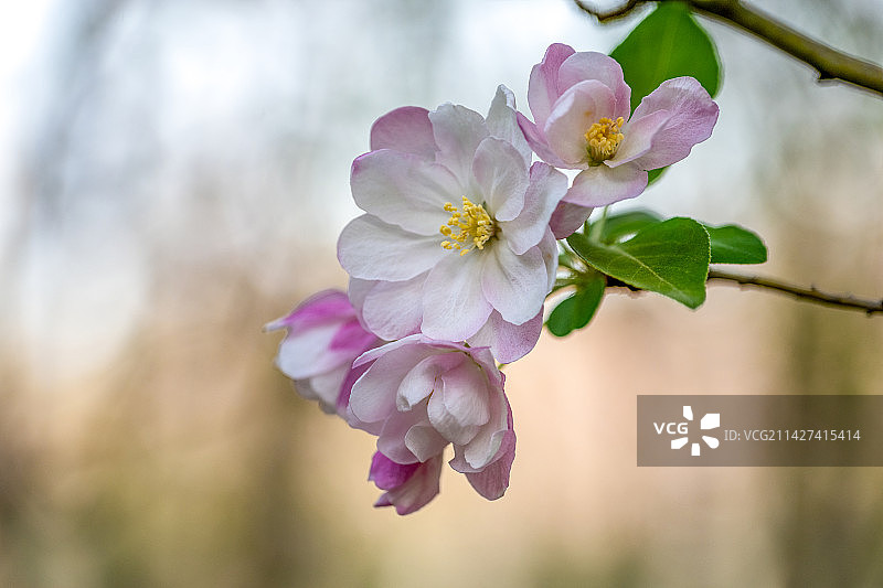 春天盛开的西府海棠花特写图片素材