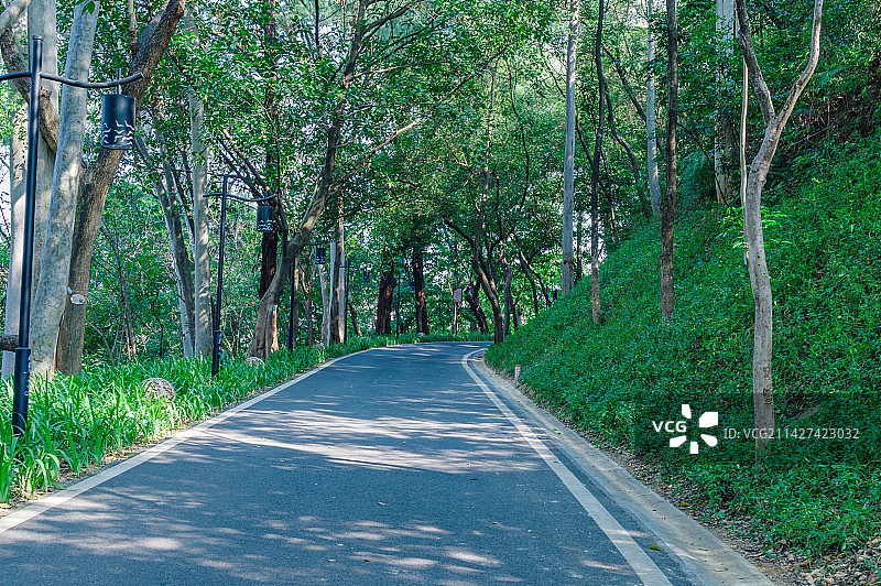 广州雕塑公园林荫山路休闲步道图片素材