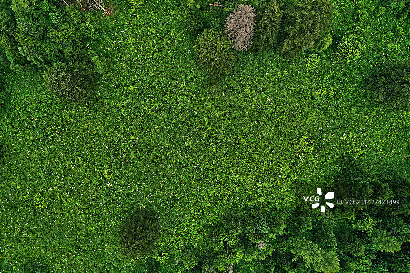 长白山的高山草甸图片素材