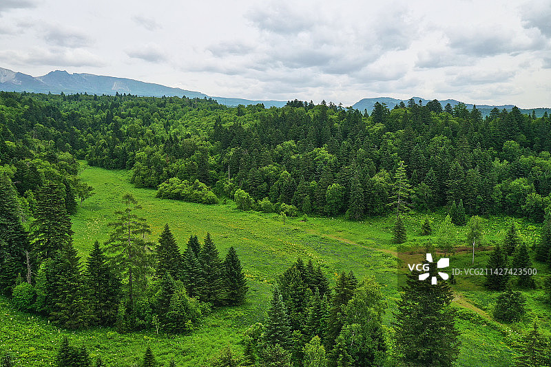 长白山的高山草甸图片素材
