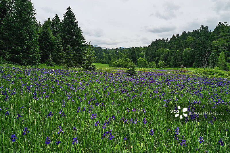 长白山的高山草甸图片素材