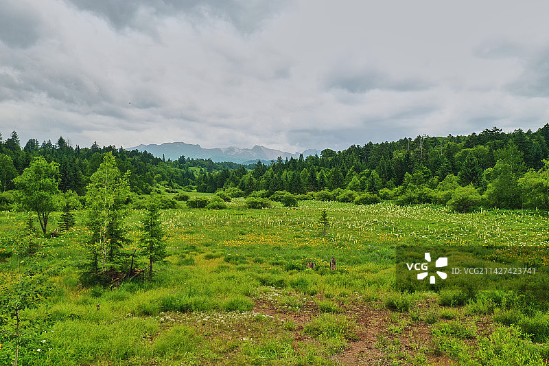 长白山的高山草甸图片素材