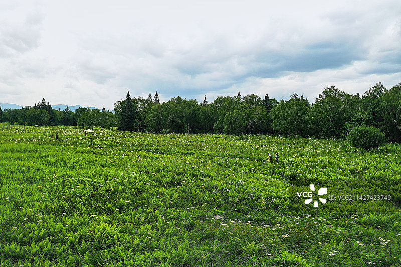 长白山的高山草甸图片素材