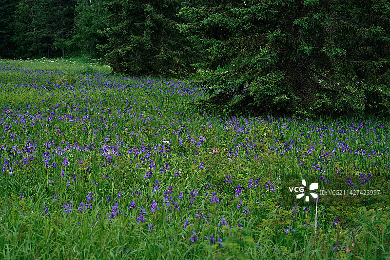 原始森林中盛开的野花图片素材