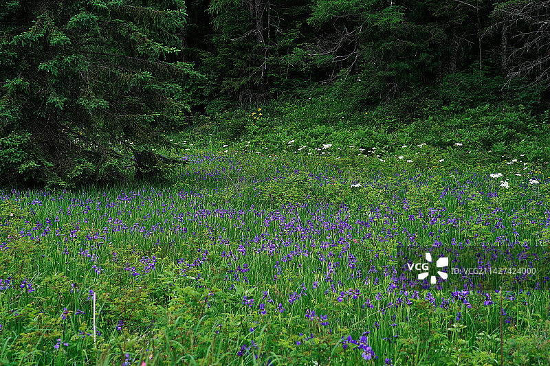 原始森林中盛开的野花图片素材