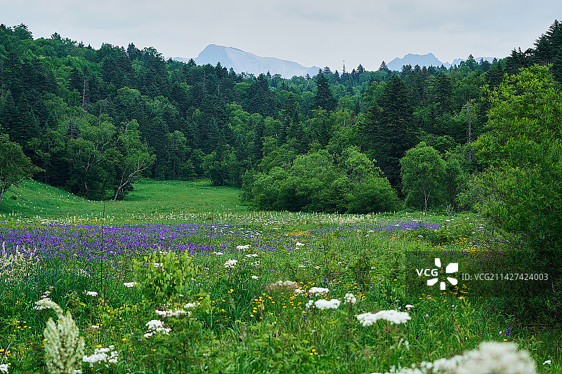 原始森林中盛开的野花图片素材