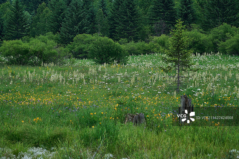 原始森林中盛开的野花图片素材