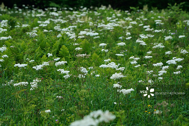 原始森林中盛开的野花图片素材