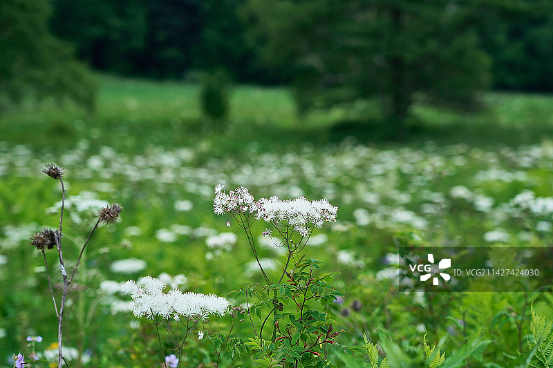原始森林中盛开的野花图片素材