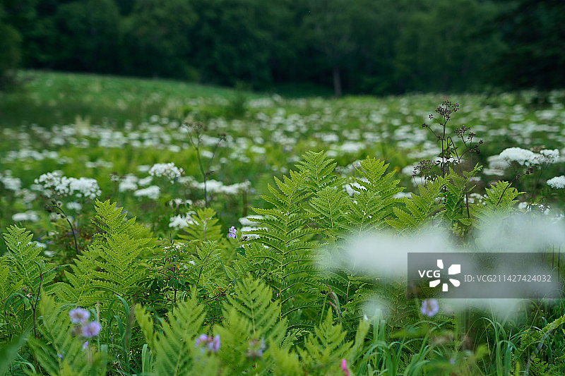 原始森林中盛开的野花图片素材