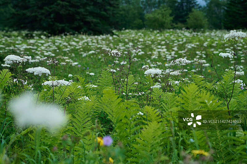 原始森林中盛开的野花图片素材
