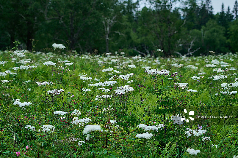 原始森林中盛开的野花图片素材