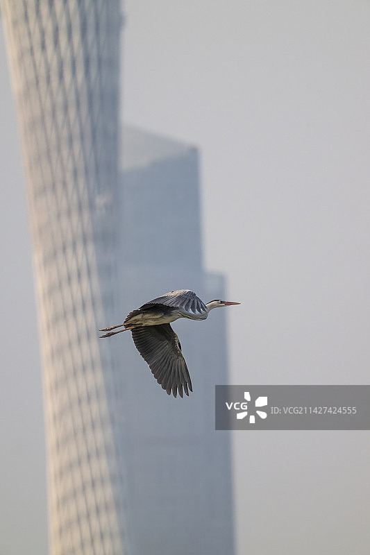 苍鹭横穿广州塔图片素材