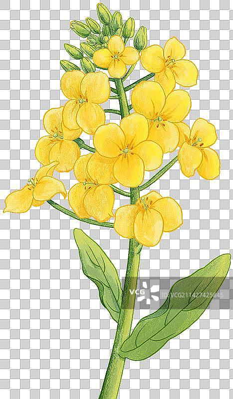 春天节气油菜花植物鲜花元素图片素材