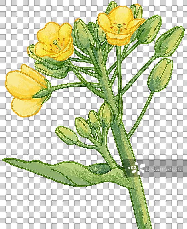 节气春天油菜花植物元素图片素材
