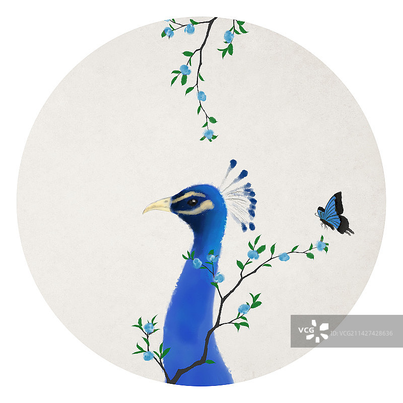 孔雀插画图片素材